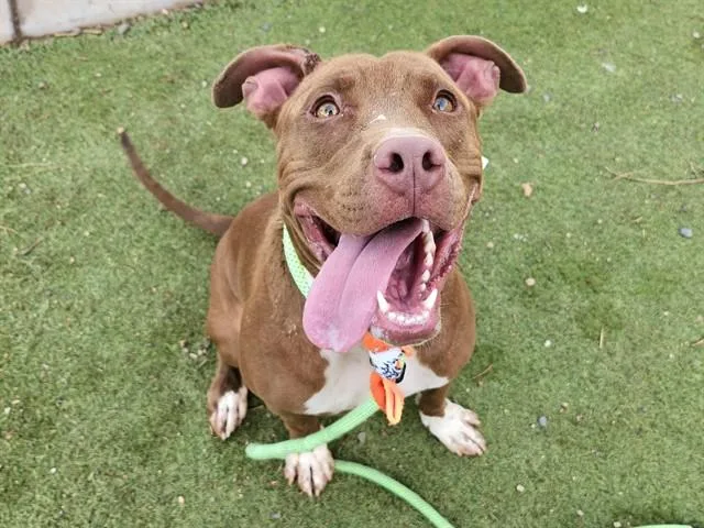 A young large-sized female Pit Bull Terrier dog named Red for adoption in Phoenix, AZ