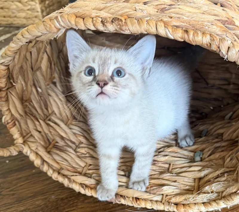 A baby medium-sized male Siamese cat named River for adoption in Palo Alto, CA