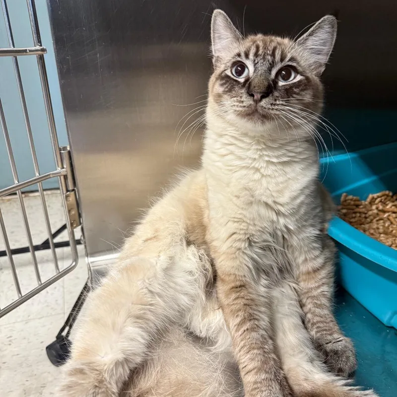 A young medium-sized male Domestic Short Hair cat named Bon Bon for adoption in Spokane, WA