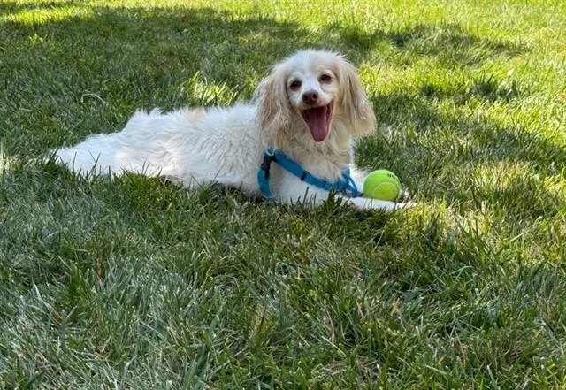 Spoodle