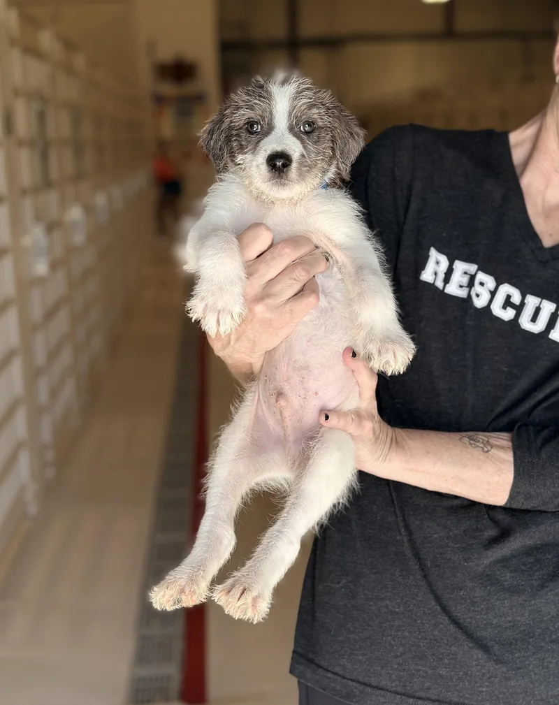 A baby medium-sized male Australian Cattle Dog / Blue Heeler dog named Jumper for adoption in Chicago, IL