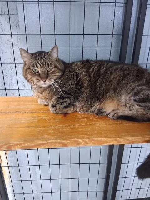 A senior large-sized female Tabby (Brown / Chocolate) Domestic Short Hair cat named Baby T for adoption in Bryan, OH
