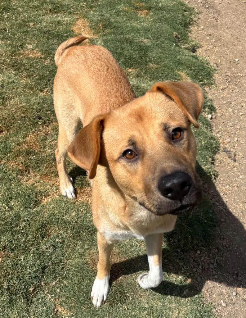 A young medium-sized male Shepherd dog named Felix for adoption in Little Elm, TX