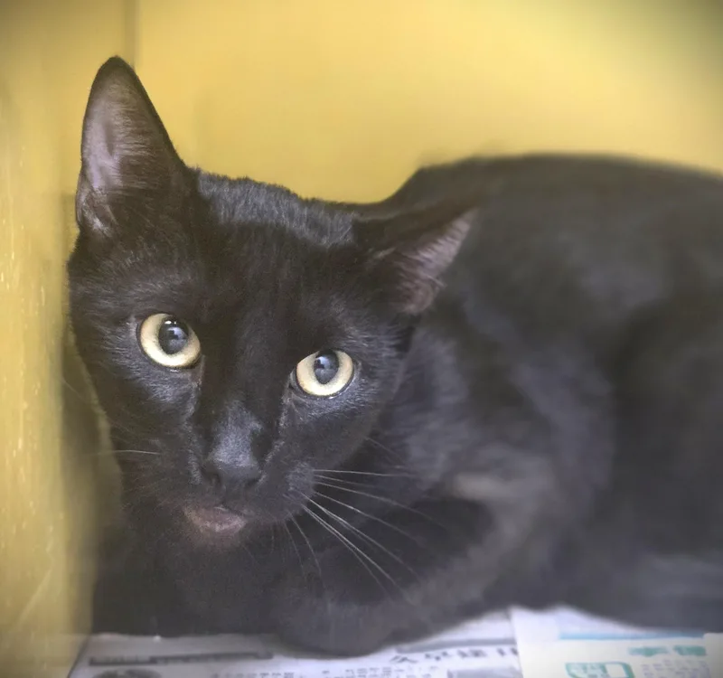 A young medium-sized female Domestic Short Hair cat named Luna for adoption in Los Angeles, CA