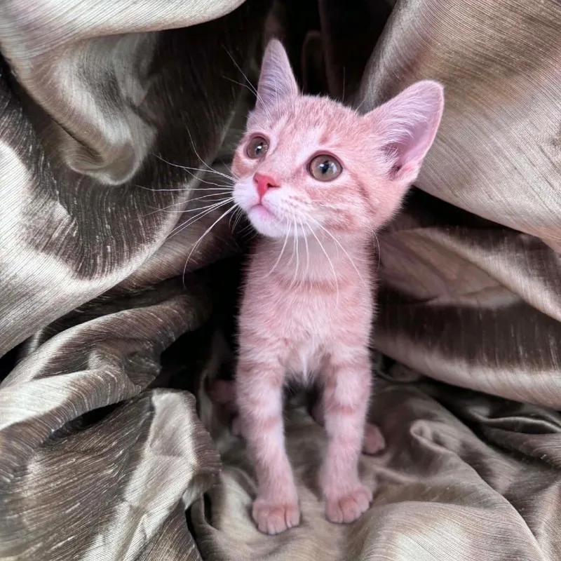 A baby small-sized female Buff / Tan / Fawn Domestic Short Hair cat named Peaches Honeywell for adoption in Eaton Rapids, MI
