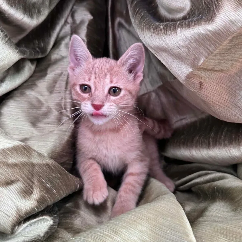 Peaches Honeywell thumbnail 3