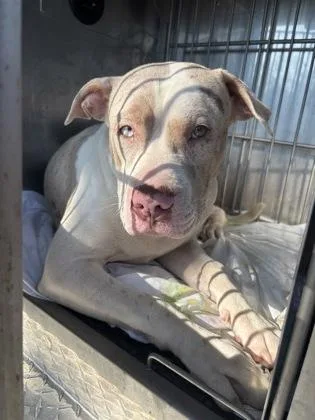 An adult large-sized male Pit Bull Terrier dog named Bear for adoption in West Chester, PA