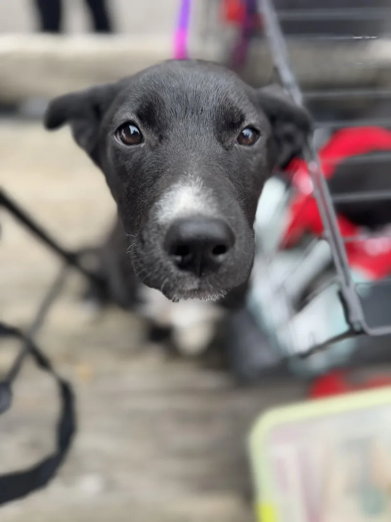 Nora