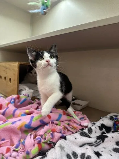 A baby small-sized male Domestic Short Hair cat named Marty for adoption in Bellevue, WA