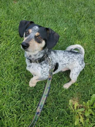 An adult small-sized male Dachshund dog named Otto for adoption in Orange, CA