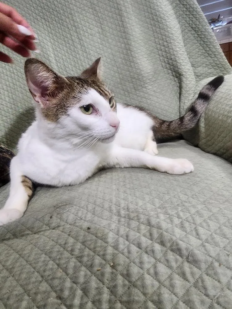 An adult small-sized female Black & White / Tuxedo Domestic Short Hair cat named Blanca for adoption in Hudson, NH