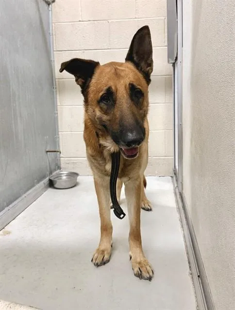An adult medium-sized male German Shepherd Dog dog named Taz for adoption in Castaic, CA