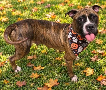 An adult medium-sized female Tricolor (Brown, Black, & White) Mixed Breed dog named Pandora for adoption in Hamilton, OH