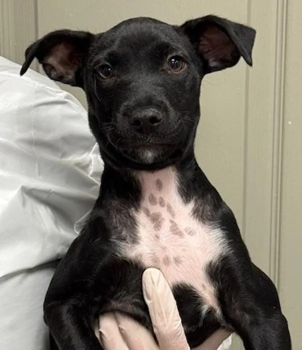 A baby medium-sized female Terrier dog named Sidney Prescott for adoption in Littleton, CO