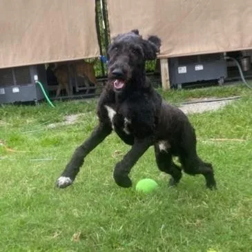 An adult large-sized male Standard Poodle dog named Diesel Dave for adoption in Westland, MI