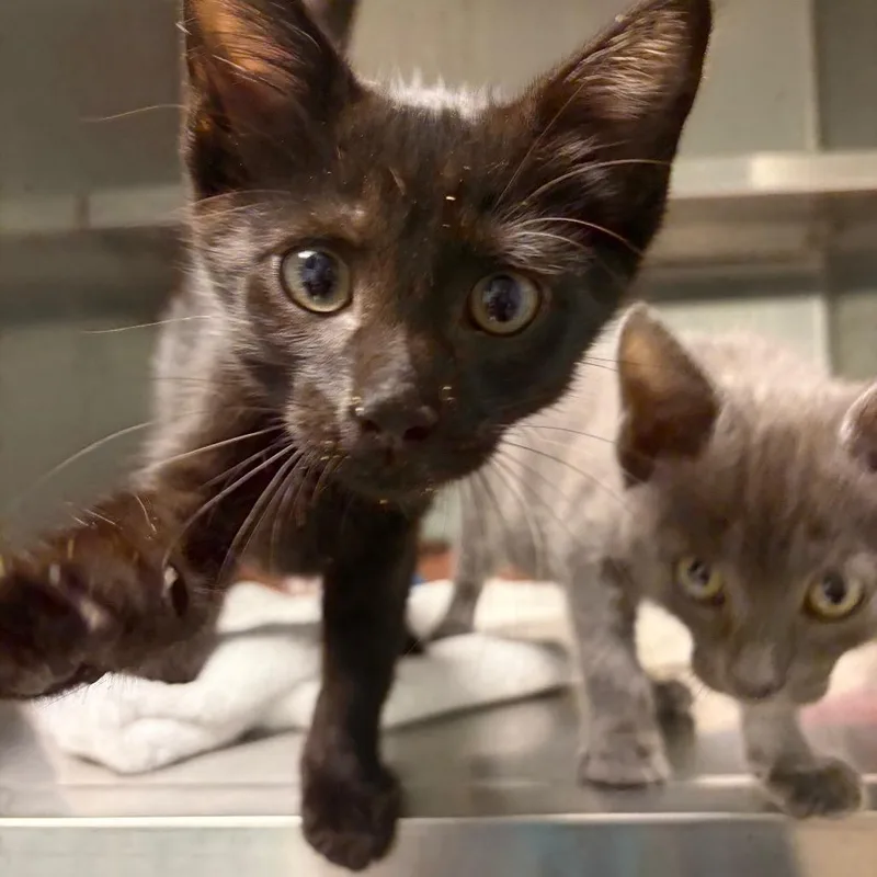A baby small-sized male Black Domestic Short Hair cat named Lieutenant for adoption in Fredericksburg, VA