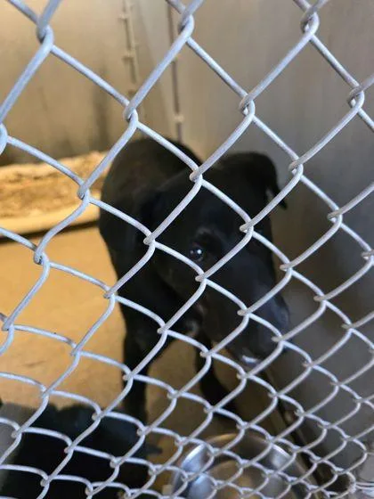 A young large-sized female Shepherd dog named Scully for adoption in Roseville, CA