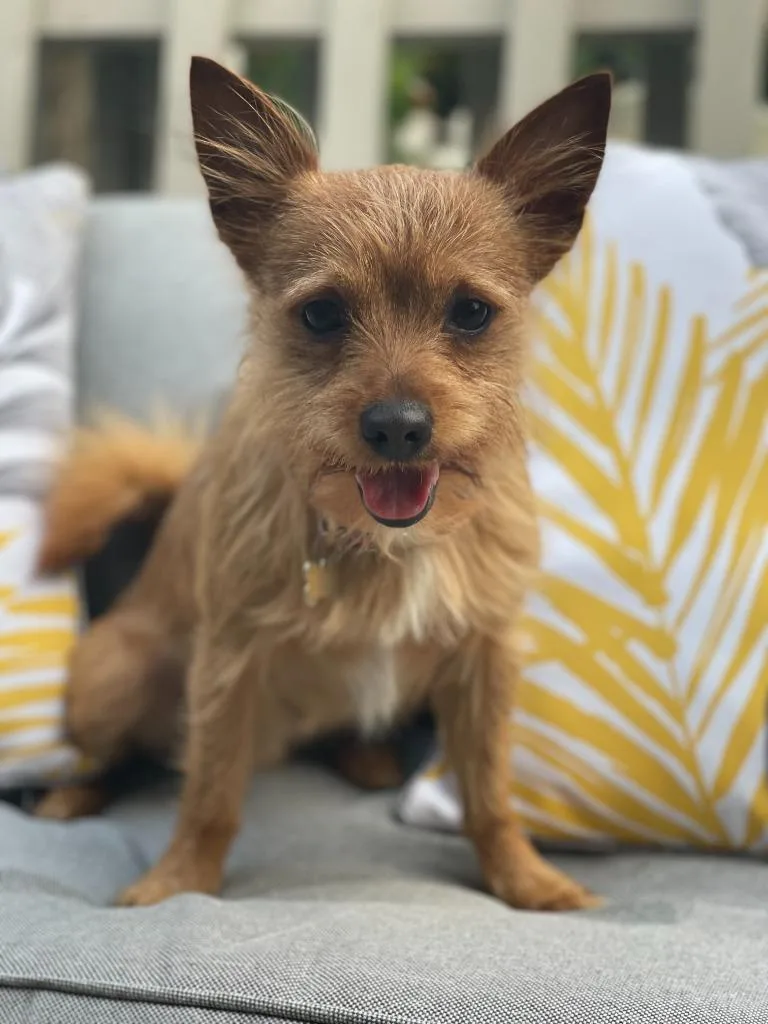 An adult small-sized male Chihuahua dog named Bobi for adoption in Meriden, CT