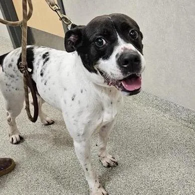 An adult large-sized male White / Cream Mixed Breed dog named Tank for adoption in Jacksonville, FL
