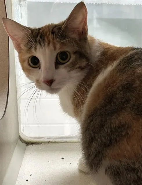 A young medium-sized female Domestic Short Hair cat named Carmine for adoption in Pueblo, CO