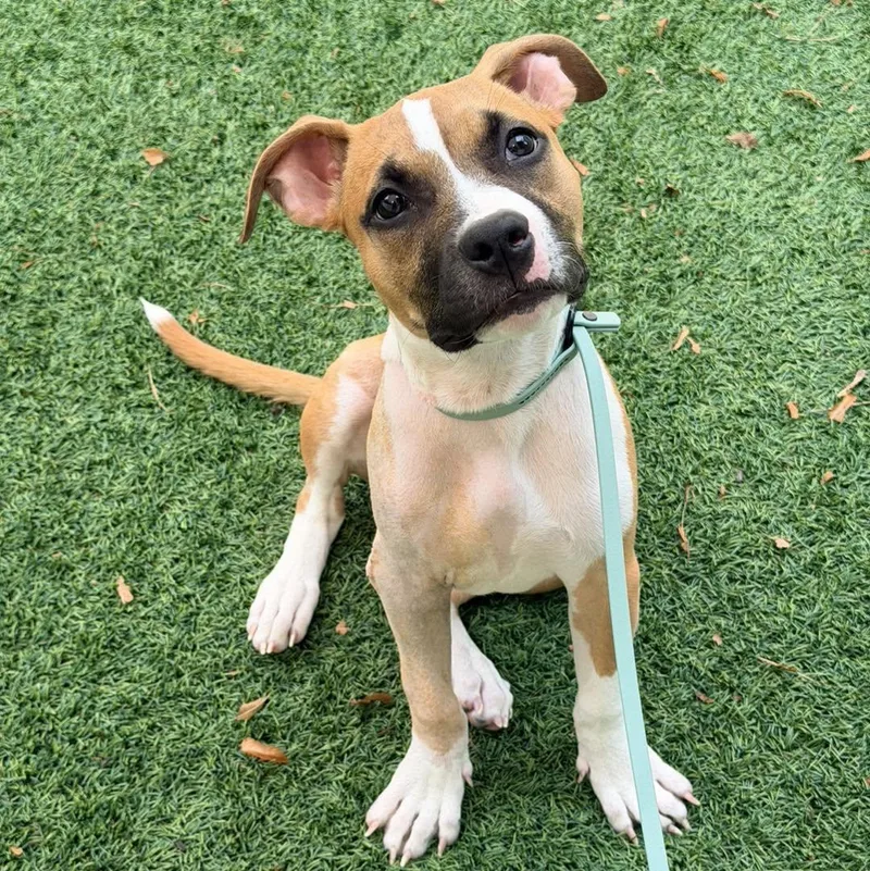 A baby medium-sized female Boxer dog named Dilly for adoption in Berlin, NJ