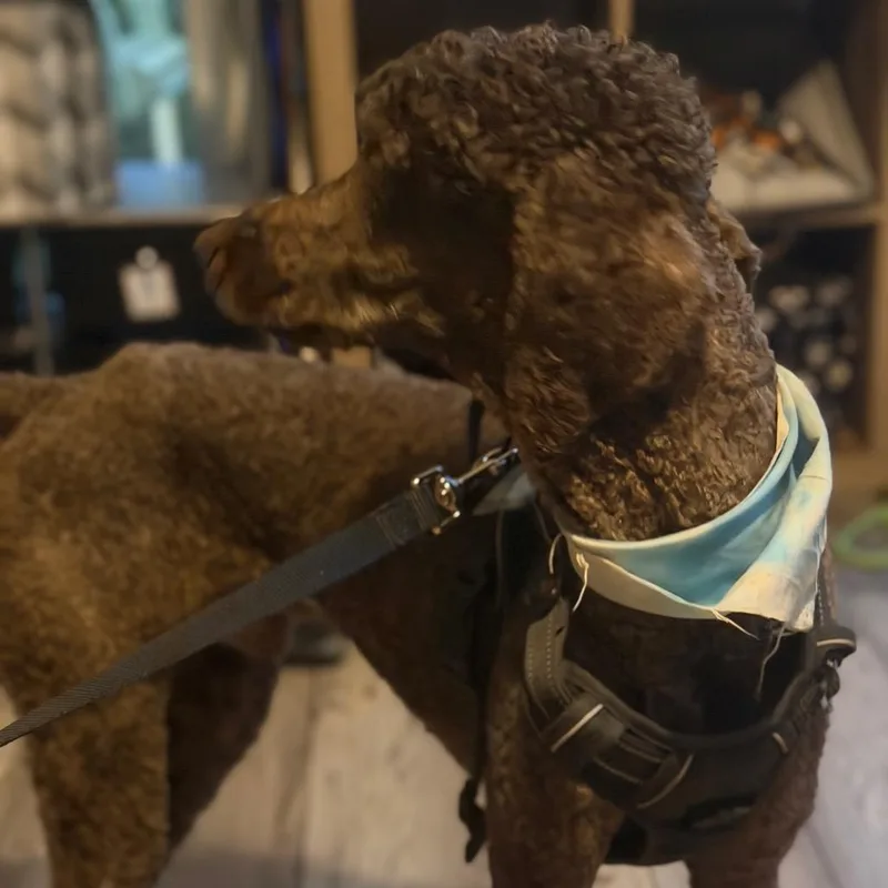 An adult medium-sized male Brown / Chocolate Standard Poodle dog named Roux Roxberry for adoption in New Orleans, LA