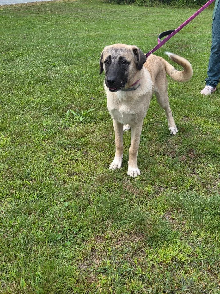 A baby large-sized female Anatolian Shepherd dog named Zoey for adoption in Lunenburg, VT