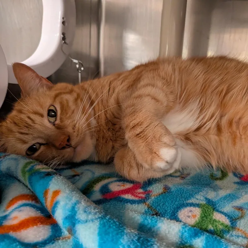 A senior large-sized male Orange / Red Domestic Short Hair cat named Walter for adoption in Kennebunk, ME