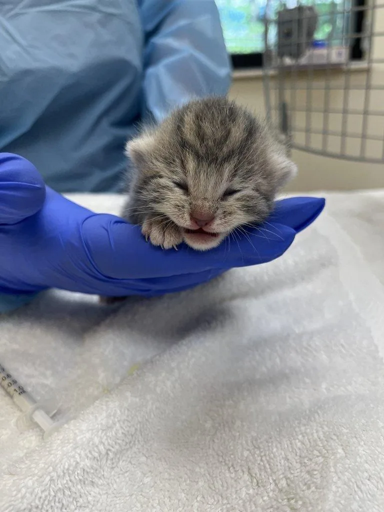 A baby small-sized male Tabby (Gray / Blue / Silver) Domestic Short Hair cat named Nuri for adoption in Raleigh, NC
