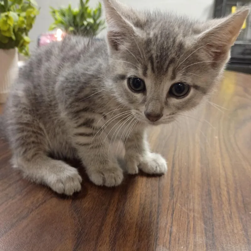 A baby small-sized female Gray / Blue / Silver Domestic Short Hair cat named Sticky for adoption in Clanton, AL