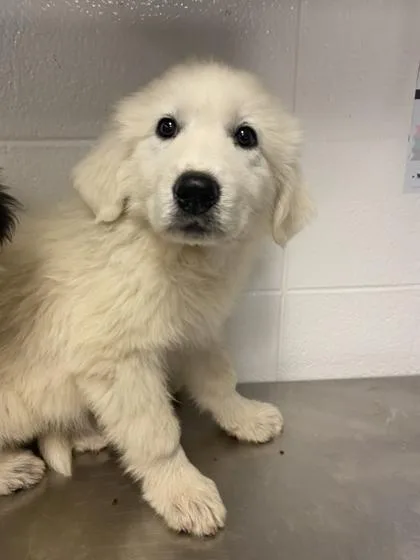 An adult small-sized female Great Pyrenees dog named Gaylee Gula for adoption in Spruce Pine, NC