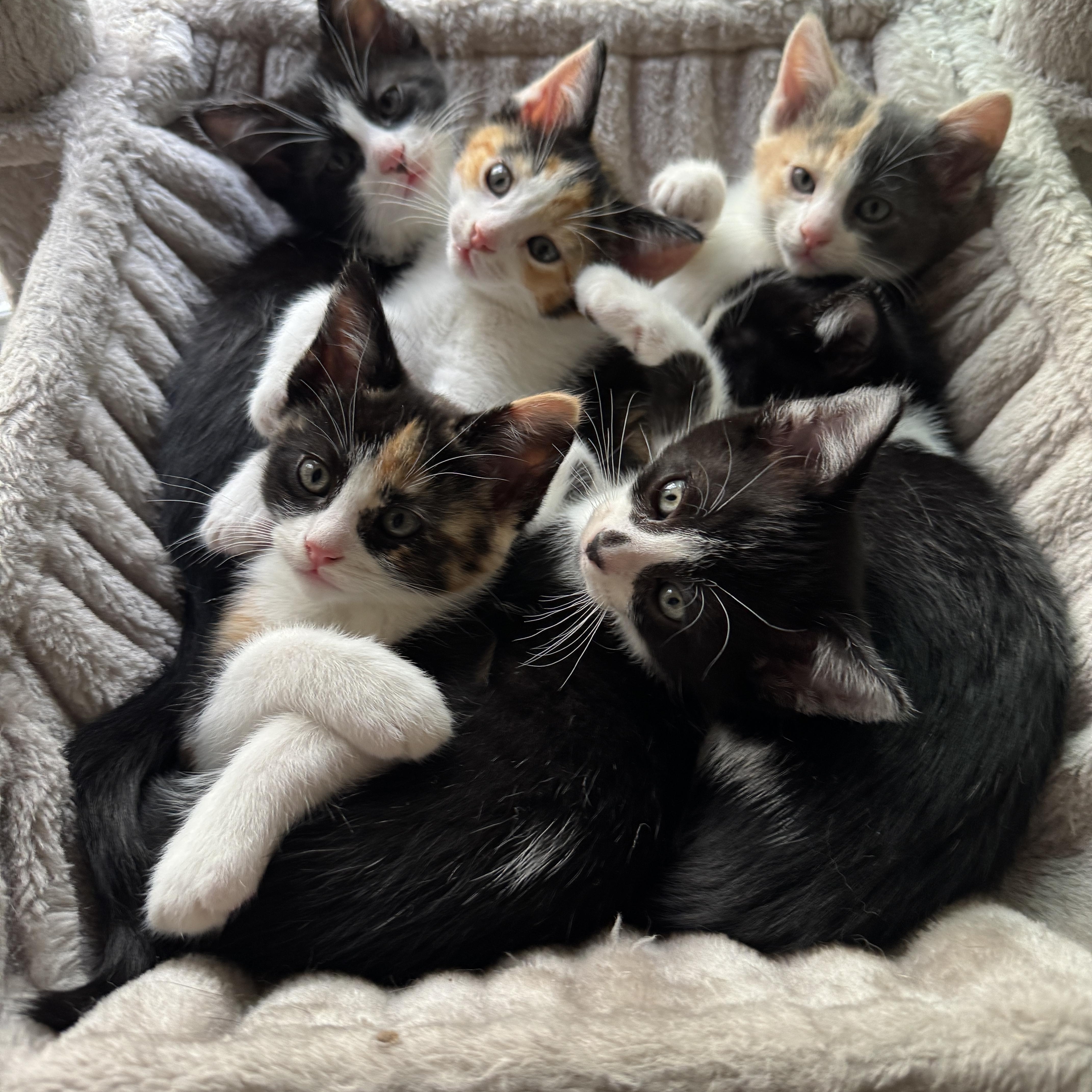 Schitts Creek Litter: Johnny