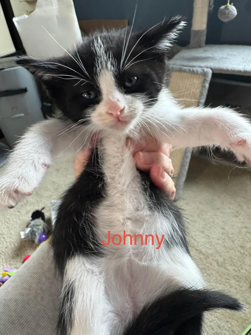 Schitts Creek Litter: Johnny thumbnail 2