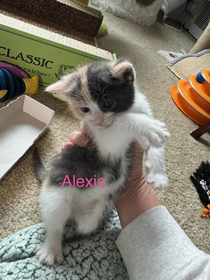 Schitts Creek Litter: Johnny thumbnail 4