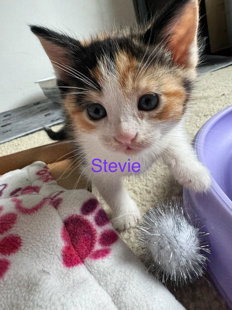 Schitts Creek Litter: Johnny thumbnail 6