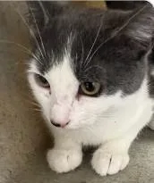 A young medium-sized female Domestic Short Hair cat named Pepper for adoption in Washington, DC