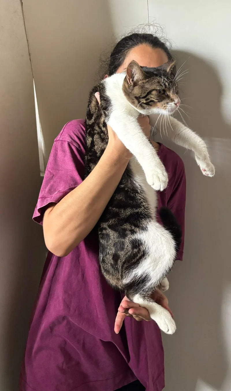 A young medium-sized female Tabby (Gray / Blue / Silver) Domestic Short Hair cat named Paris for adoption in San Juan, PR