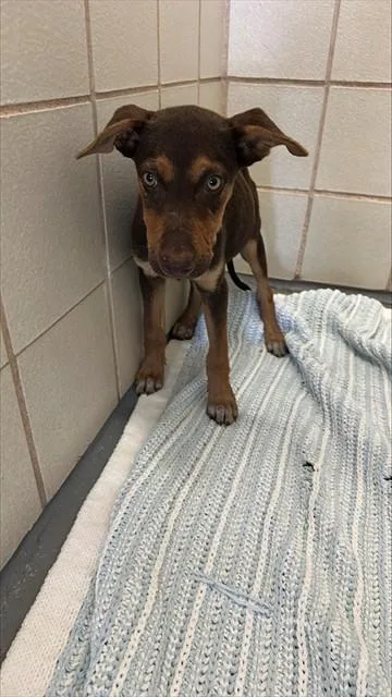 A baby small-sized male Labrador Retriever dog named Joker for adoption in Corpus Christi, TX