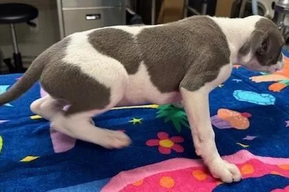 A young large-sized female Pit Bull Terrier dog named Berkeley for adoption in Kansas City, MO