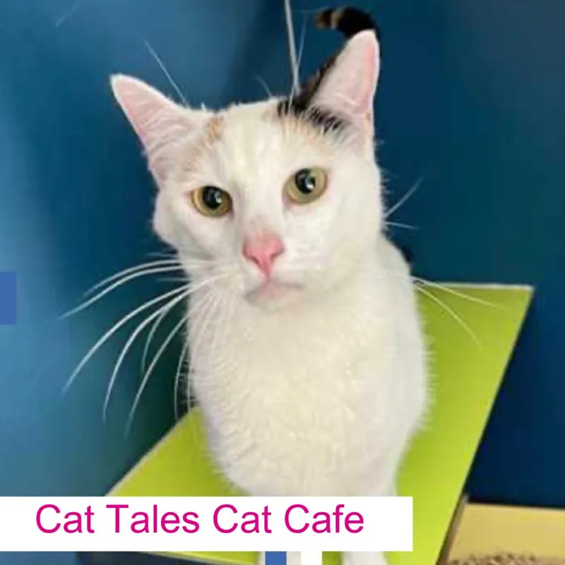 An adult medium-sized female Domestic Short Hair cat named Munchkin for adoption in Chapel Hill, NC