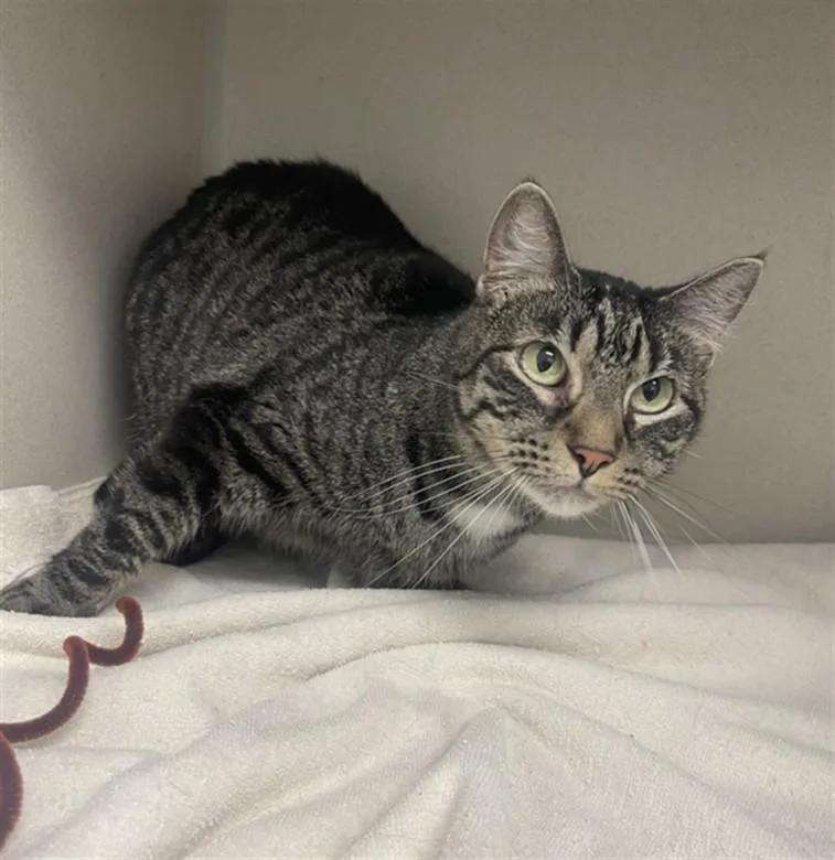 An adult small-sized female Domestic Short Hair cat named Luna for adoption in Loveland, CO