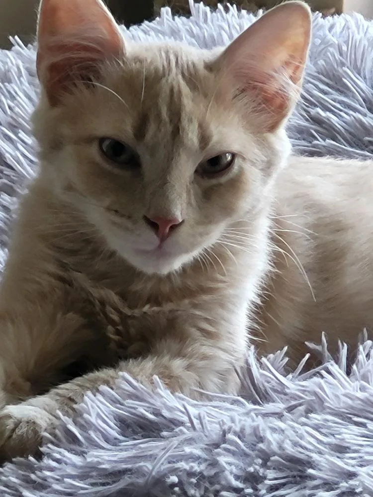 Moonbeam