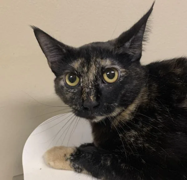 Princess thumbnail 2