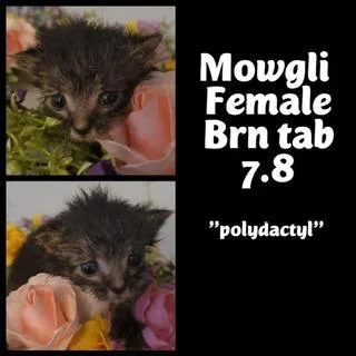 An adult small-sized female Black Maine Coon cat named Mowgli for adoption in Parlier, CA