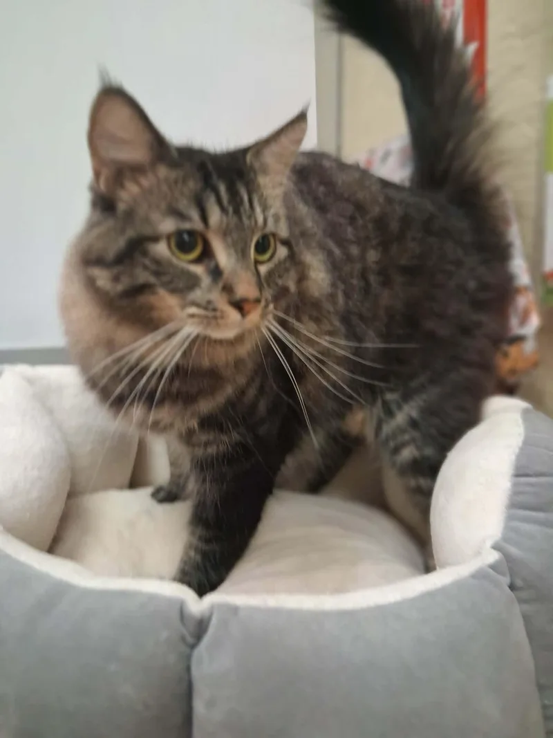 Mowgli thumbnail 2