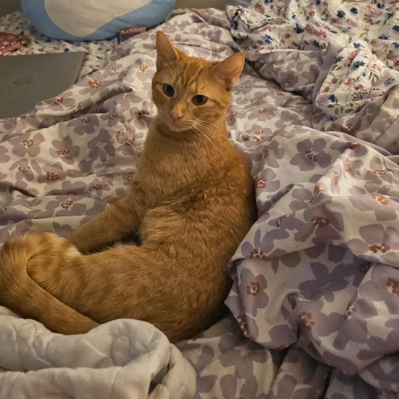 Reba