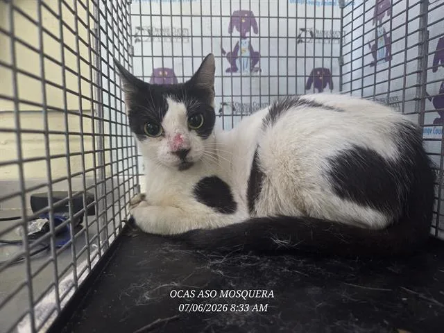 A young small-sized female Domestic Short Hair cat named Feta for adoption in Orlando, FL