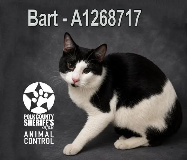 An adult small-sized male Domestic Short Hair cat named Bart for adoption in Winter Haven, FL