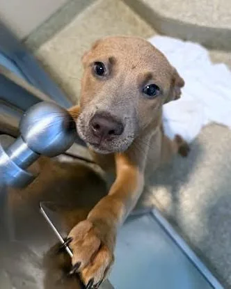 A baby medium-sized female Pit Bull Terrier dog named Tango for adoption in Washington, DC