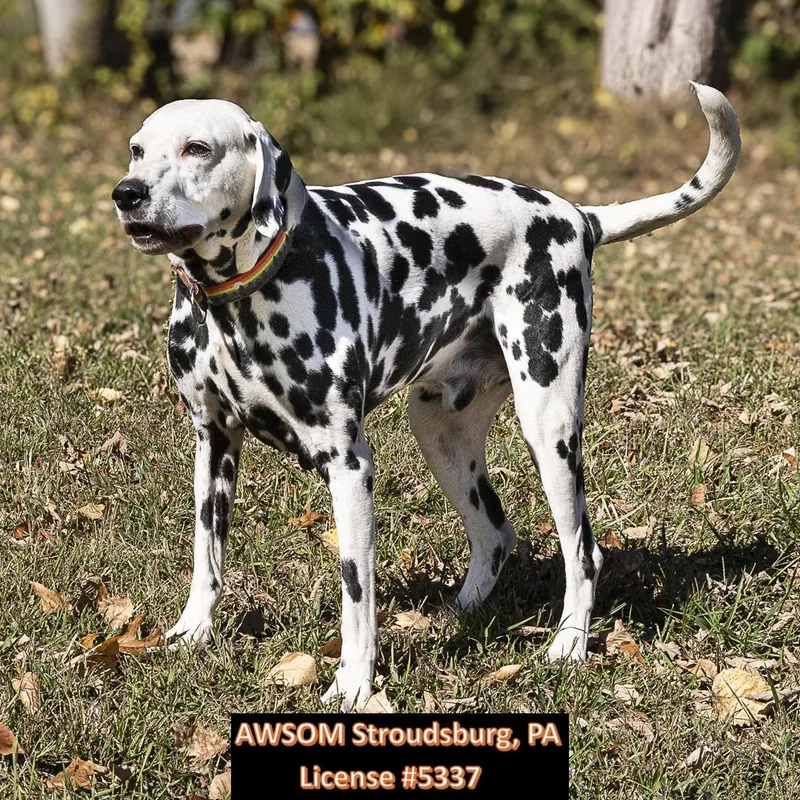 Buddy Boy thumbnail 2